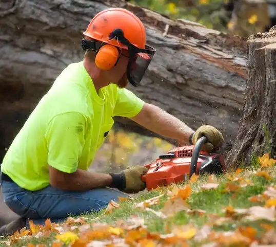 tree services Constantine